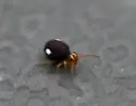 Sminthurinus quadrimaculatus