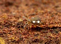 Sminthurinus quadrimaculatus - photo 2