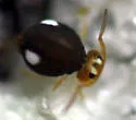 Sminthurinus quadrimaculatus - photo 3
