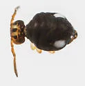 Sminthurinus quadrimaculatus - photo 4