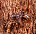Sminthurus bivittatus