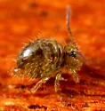 Sminthurus bivittatus - photo 4