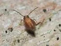 Sminthurus bivittatus - photo 5