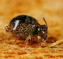 Sminthurus butcheri