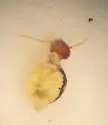 Sminthurus butcheri - photo 2