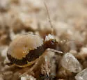 Sminthurus butcheri - photo 4