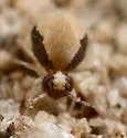 Sminthurus butcheri - photo 5