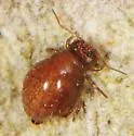 Sminthurus eisenii