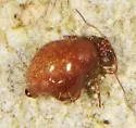 Sminthurus eisenii - photo 2