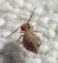 Sminthurus eisenii - photo 3