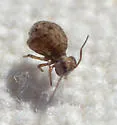 Sminthurus eisenii - photo 4