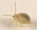 Sminthurus fitchi
