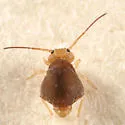 Sminthurus fitchi - photo 4