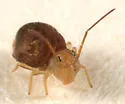 Sminthurus fitchi - photo 5