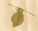 Sminthurus incisus