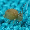 Sminthurus incisus - photo 2