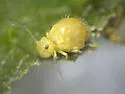 Sminthurus incisus - photo 3