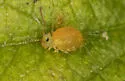 Sminthurus incisus - photo 4