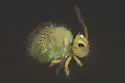 Sminthurus incisus - photo 5