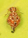 Sminthurus medialis