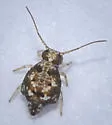 Sminthurus medialis - photo 2