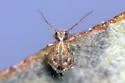 Sminthurus medialis - photo 4
