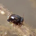 Sminthurus mencenbergae - photo 4