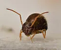 Sminthurus packardi