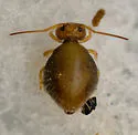 Sminthurus packardi - photo 2