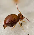 Sminthurus packardi - photo 4