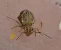 Sminthurus sp-nr-variegatus - photo 4