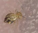 Sminthurus sp-nr-variegatus - photo 5