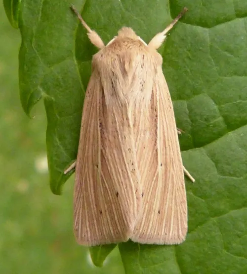 Smoky Wainscot - photo 8