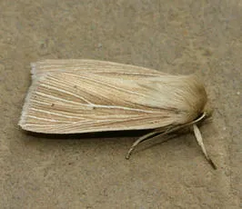 Smoky Wainscot