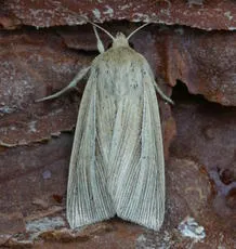 Smoky Wainscot - photo 2