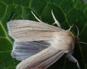 Smoky Wainscot - photo 3