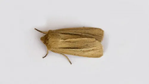 Smoky Wainscot - photo 4
