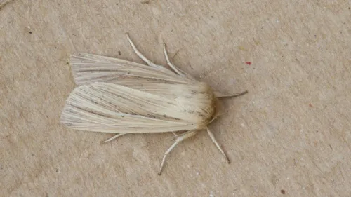 Smoky Wainscot - photo 5