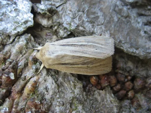 Smoky Wainscot - photo 6
