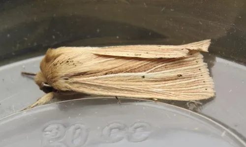Smoky Wainscot - photo 7