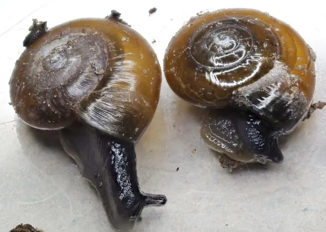 Smooth Glass Snail
