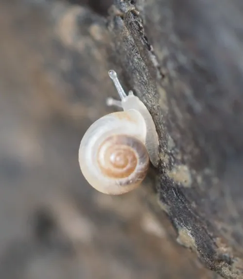 Smooth Grass Snail