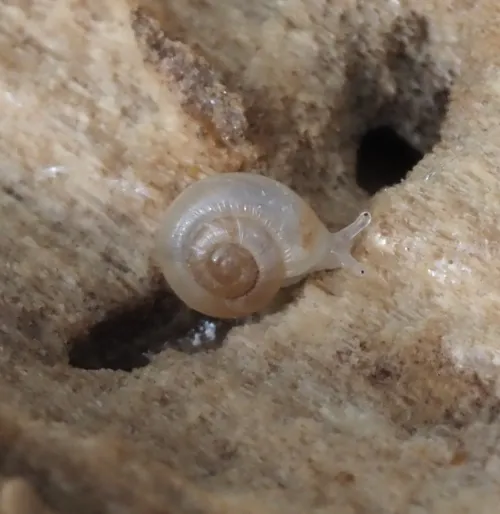 Smooth Grass Snail - photo 2