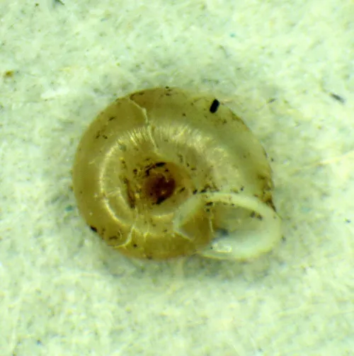 Smooth Grass Snail - photo 3
