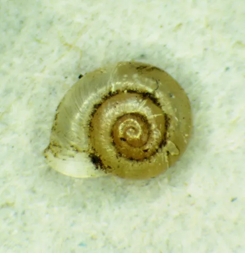Smooth Grass Snail - photo 4