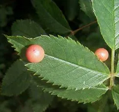 Smooth Pea Gall Wasp