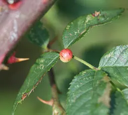 Smooth Pea Gall Wasp - photo 2