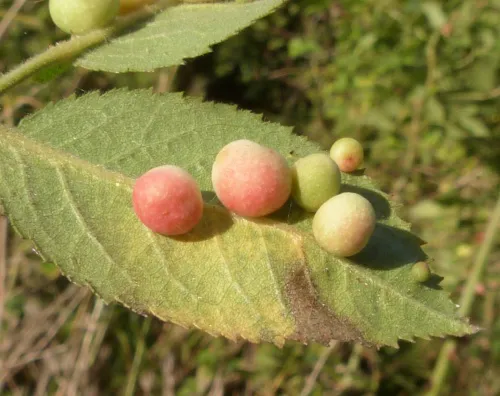 Smooth Pea Gall Wasp - photo 3