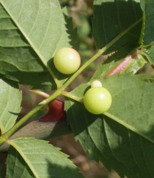 Smooth Pea Gall Wasp - photo 4