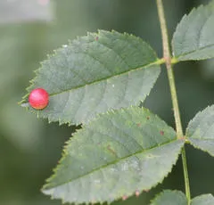 Smooth Pea Gall Wasp - photo 5